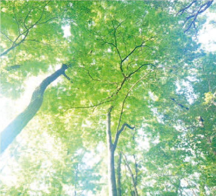 森林の木漏れ日